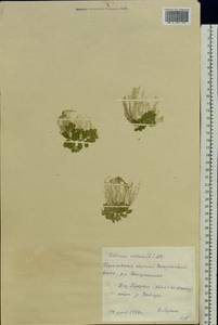 Salvinia natans (L.) All., Eastern Europe, Volga-Kama region (E7) (Russia)