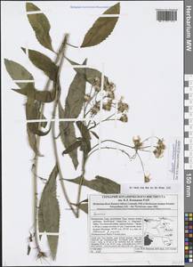 Senecio nemorensis L., Siberia, Altai & Sayany Mountains (S2) (Russia)