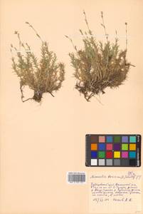 Pseudocherleria laricina (L.) Dillenb. & Kadereit, Siberia, Russian Far East (S6) (Russia)