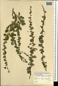 Spiraea aquilegifolia Pall., Mongolia (MONG) (Mongolia)