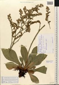 Goniolimon elatum (Fisch. ex Spreng.) Boiss., Eastern Europe, Eastern region (E10) (Russia)