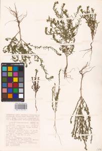 Lythrum tribracteatum Spreng., Middle Asia, Caspian Ustyurt & Northern Aralia (M8) (Kazakhstan)