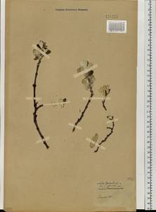 Salix krylovii E. L. Wolf, Siberia, Baikal & Transbaikal region (S4) (Russia)