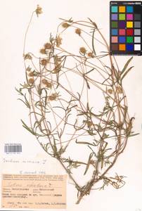 Lomelosia argentea (L.) Greuter & Burdet, Eastern Europe, Lower Volga region (E9) (Russia)