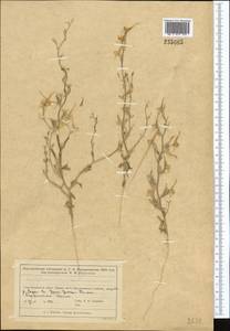 Delphinium camptocarpum Fisch. & C.A.Mey., Middle Asia, Muyunkumy, Balkhash & Betpak-Dala (M9) (Kazakhstan)