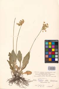 Primula veris, Eastern Europe, Moscow region (E4a) (Russia)