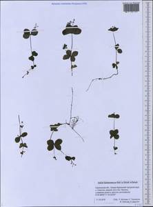 Galium kamtschaticum Steller ex Schult. & Schult.f., Siberia, Russian Far East (S6) (Russia)