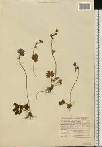 Primula matthioli subsp. matthioli, Eastern Europe, Northern region (E1) (Russia)