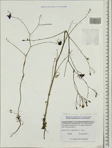 Delphinium consolida subsp. paniculatum (Host) N. Busch, Caucasus, Azerbaijan (K6) (Azerbaijan)