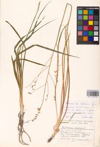 Anthericum ramosum L., Eastern Europe, South Ukrainian region (E12) (Ukraine)