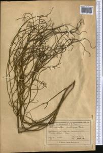 Chondrilla ambigua Fisch. ex Kar. & Kir., Middle Asia, Muyunkumy, Balkhash & Betpak-Dala (M9) (Kazakhstan)