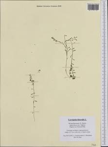 Corrigiola litoralis, Western Europe (EUR) (United Kingdom)