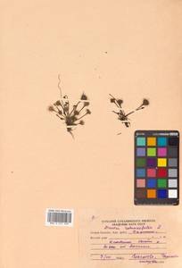 Drosera rotundifolia L., Siberia, Russian Far East (S6) (Russia)