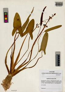 Sagittaria natans Pall., Siberia, Altai & Sayany Mountains (S2) (Russia)