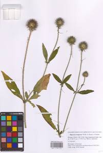 Dipsacus strigosus Willd., Eastern Europe, Moscow region (E4a) (Russia)