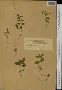 Moehringia lateriflora var. elongata (Schischk.) V.N. Voroschilov, Siberia, Russian Far East (S6) (Russia)