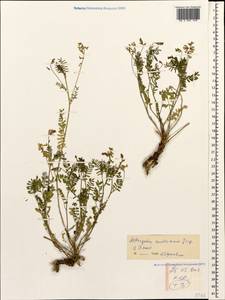 Astragalus austriacus Jacq., Caucasus, Stavropol Krai, Karachay-Cherkessia & Kabardino-Balkaria (K1b) (Russia)