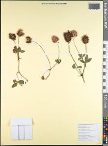 Trifolium ambiguum M.Bieb., Caucasus, Black Sea Shore (from Novorossiysk to Adler) (K3) (Russia)