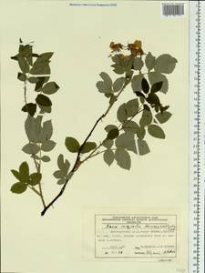 Rosa davurica Pall., Siberia, Central Siberia (S3) (Russia)