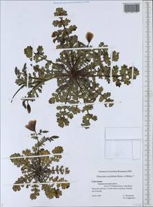 Glaucium oxylobum Boiss. & Buhse, Middle Asia, Kopet Dag, Badkhyz, Small & Great Balkhan (M1) (Turkmenistan)