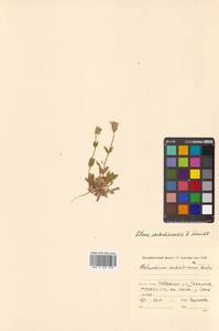 Silene sachalinensis F. Schmidt, Siberia, Russian Far East (S6) (Russia)