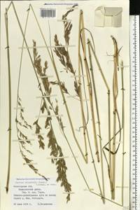 Festuca orientalis (Boiss.) B.Fedtsch., Eastern Europe, Northern region (E1) (Russia)