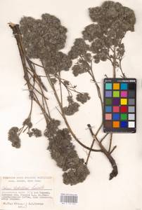 MHA 0 153 850, Echium italicum subsp. biebersteinii (Lacaita) Greuter & Burdet, Eastern Europe, South Ukrainian region (E12) (Ukraine)
