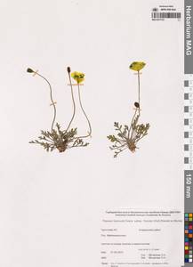 Oreomecon keelei (A.E.Porsild) Elvebakk & Bjerke, Siberia, Chukotka & Kamchatka (S7) (Russia)