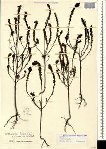 Odontites luteus (L.) Clairv., Crimea (KRYM) (Russia)