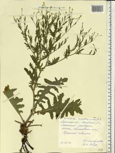 Klasea erucifolia (L.) Greuter & Wagenitz, Eastern Europe, North Ukrainian region (E11) (Ukraine)