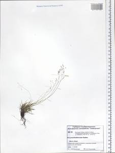 Poa pseudoabbreviata Roshev., Siberia, Central Siberia (S3) (Russia)