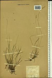 Carex conspissata V.I.Krecz., Siberia, Baikal & Transbaikal region (S4) (Russia)