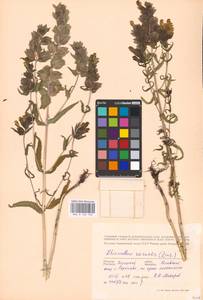 MHA 0 162 103, Rhinanthus serotinus var. vernalis (N.W.Zinger) Janch., Eastern Europe, Central region (E4) (Russia)