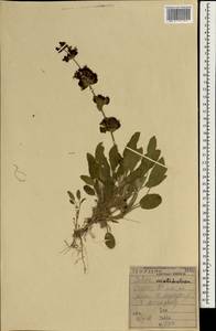 Salvia multicaulis Vahl, South Asia, South Asia (Asia outside ex-Soviet states and Mongolia) (ASIA) (Iraq)