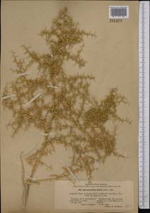 Agriophyllum minus Fisch. & C. A. Mey., Middle Asia, Karakum (M6) (Turkmenistan)