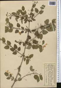 Lonicera korolkowii Stapf, Middle Asia, Western Tian Shan & Karatau (M3) (Kyrgyzstan)