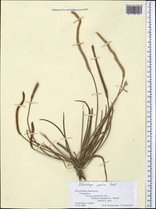 Plantago maritima L., Middle Asia, Muyunkumy, Balkhash & Betpak-Dala (M9) (Kazakhstan)