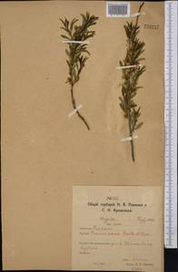 Prunus tenella Batsch, Middle Asia, Northern & Central Kazakhstan (M10) (Kazakhstan)