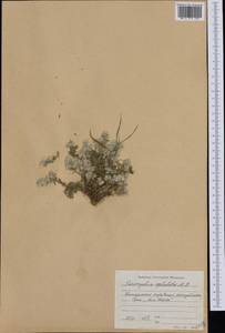Paronychia cephalotes, Western Europe (EUR) (Bulgaria)