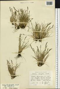 Festuca brachyphylla Schult. & Schult.f., Siberia, Yakutia (S5) (Russia)