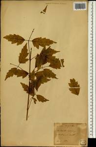 Acer negundo L., South Asia, South Asia (Asia outside ex-Soviet states and Mongolia) (ASIA) (Japan)