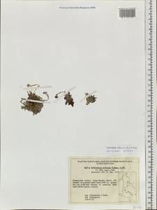 Eritrichium aldanense Ovczinnikova, Siberia, Russian Far East (S6) (Russia)