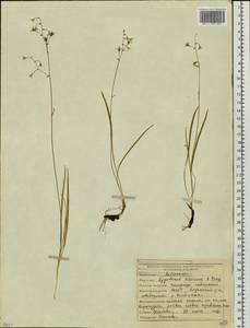 Anticlea sibirica (L.) Kunth, Siberia, Yakutia (S5) (Russia)