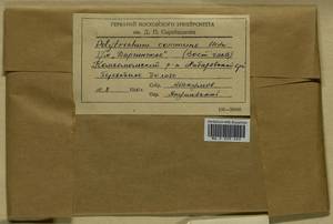 Polytrichum commune Hedw., Bryophytes, Bryophytes - Russian Far East (excl. Chukotka & Kamchatka) (B20) (Russia)