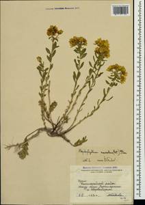 Haplophyllum suaveolens (DC.) G. Don, Crimea (KRYM) (Russia)