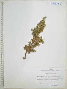 Juniperus communis var. saxatilis Pall., Siberia, Russian Far East (S6) (Russia)