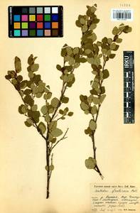 Betula fruticosa Pall., Siberia, Baikal & Transbaikal region (S4) (Russia)