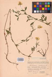 Lathyrus pratensis L., Eastern Europe, Lower Volga region (E9) (Russia)