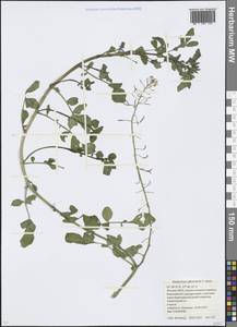 Nasturtium officinale W. T. Aiton, Eastern Europe, Moscow region (E4a) (Russia)