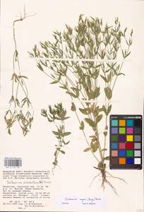 Centaurium pulchellum, Middle Asia, Caspian Ustyurt & Northern Aralia (M8) (Kazakhstan)